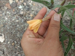 Oenothera odorata