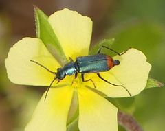 Clanoptilus spinipennis