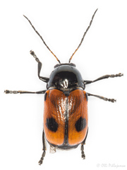 Cryptocephalus bipunctatus