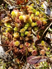 Sphagnum magellanicum