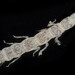 Wormpods - Photo (c) smithsonian_marinegeo, some rights reserved (CC BY-NC-SA), uploaded by smithsonian_marinegeo