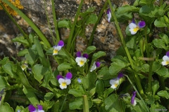 Viola kitaibeliana