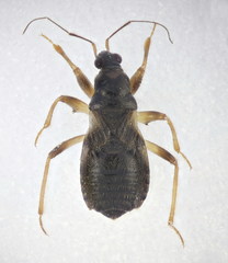 Alloeorhynchus flavipes