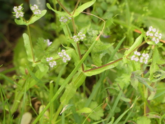 Valerianella eriocarpa