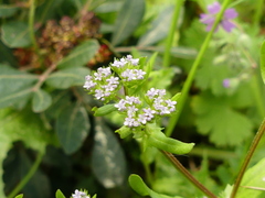 Valerianella eriocarpa