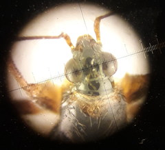 Alloeorhynchus flavipes