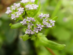 Valerianella eriocarpa