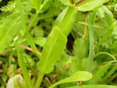 Valerianella eriocarpa