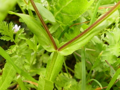 Valerianella eriocarpa