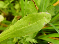 Valerianella eriocarpa