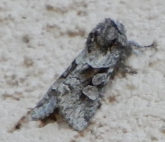 Egira variabilis