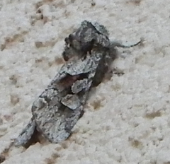 Egira variabilis