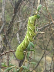 Manduca
