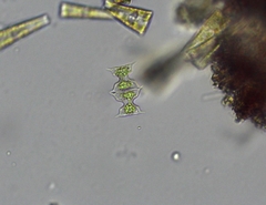 Staurodesmus extensus