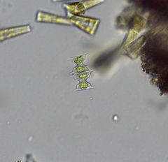 Staurodesmus extensus