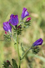 Echium plantagineum
