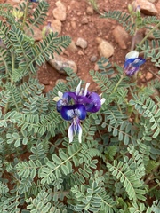 Astragalus lindheimeri