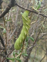 Manduca