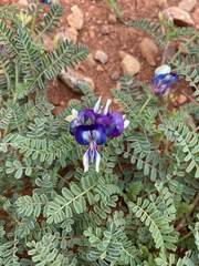 Astragalus lindheimeri
