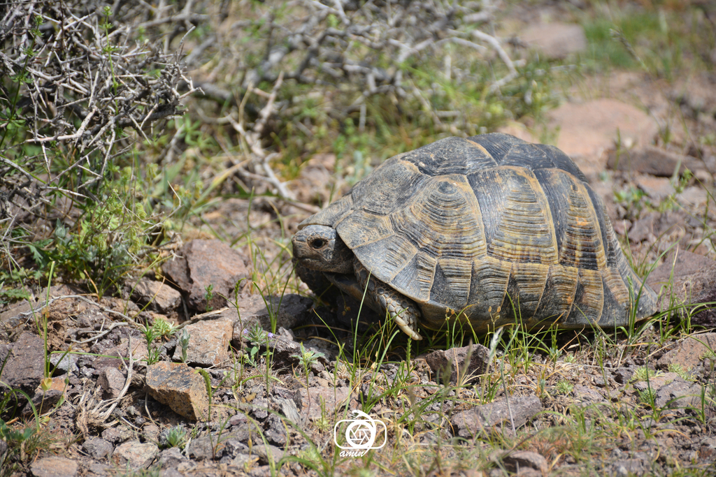 Buxton's Tortoise in April 2017 by Mohammad Amin Ghaffari · iNaturalist