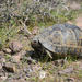 Buxton's Tortoise - Photo (c) Mohammad Amin Ghaffari, some rights reserved (CC BY), uploaded by Mohammad Amin Ghaffari