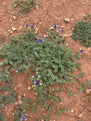 Astragalus lindheimeri