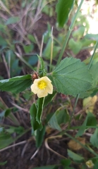 Rhynchosida physocalyx