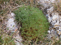 Arenaria grandiflora