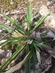 Carex platyphylla