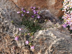 Chaenorhinum origanifolium segoviense