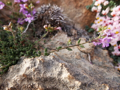Chaenorhinum origanifolium segoviense