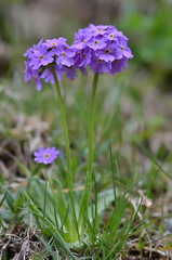 Primula algida