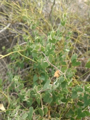 Philibertia candolleana