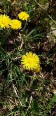 Tussilago farfara