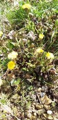 Tussilago farfara