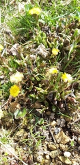 Tussilago farfara