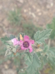 Sphaeralcea mendocina