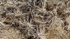 Cylindropuntieae