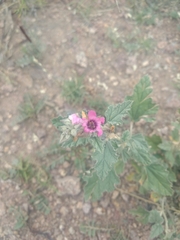 Sphaeralcea mendocina