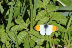 Anthocharis cardamines