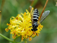 Bicyrtes variegatus