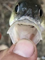 Morone mississippiensis