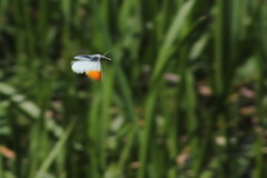 Anthocharis cardamines