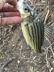 Morone mississippiensis