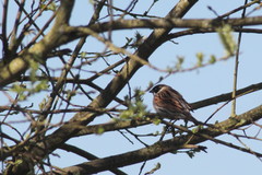 Emberiza schoeniclus