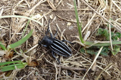Dorcadion fuliginator meridionale