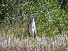 Ardea herodias occidentalis × wardi