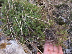 Arenaria grandiflora