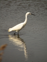 Egretta garzetta
