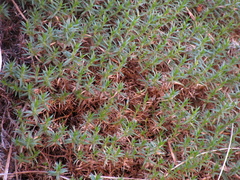 Arenaria grandiflora